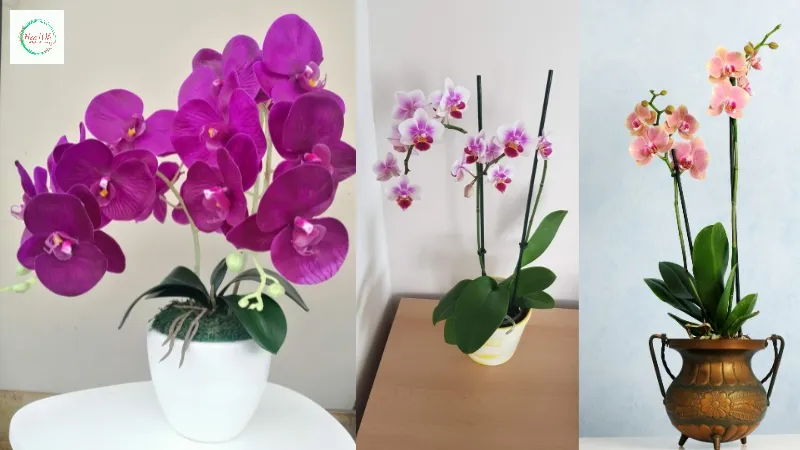 Cửa hàng bán hoa giả ở Đà Nẵng uy tín shop hoa 10h đơn vị bán đa dạng loại hoa.