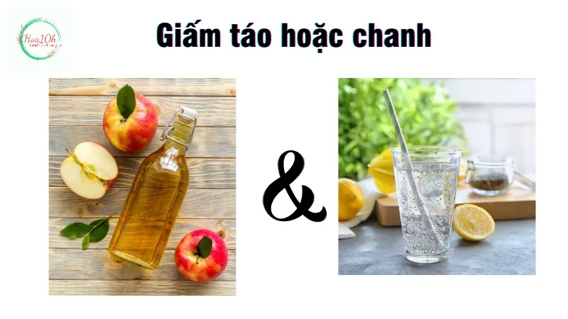 Giấm táo hoặc chanh giúp vi khuẩn khó phát triển khó làm hại hoa