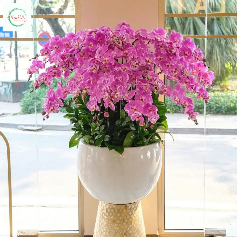 Trưng bày ở sảnh,ở cổng ra vào