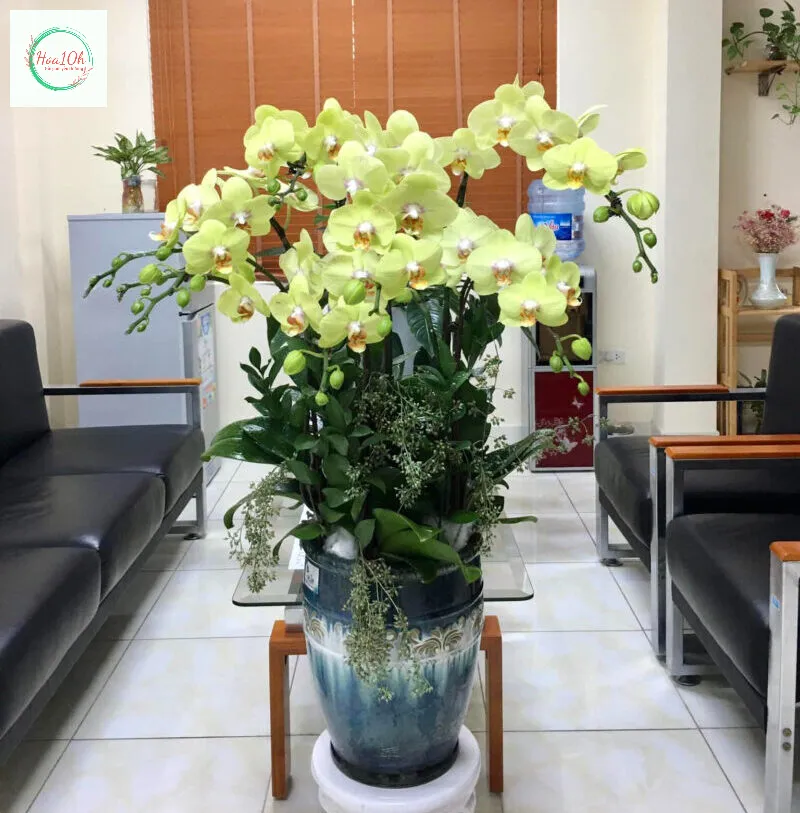 Hoa lan hồ điệp xanh ngọc sang trọng, quý phái