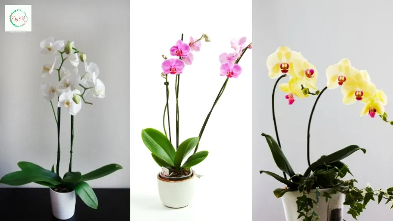 Hoàn thiện và trang trí thêm để bó hoa thêm hoàn chỉnh, trọn vẹn