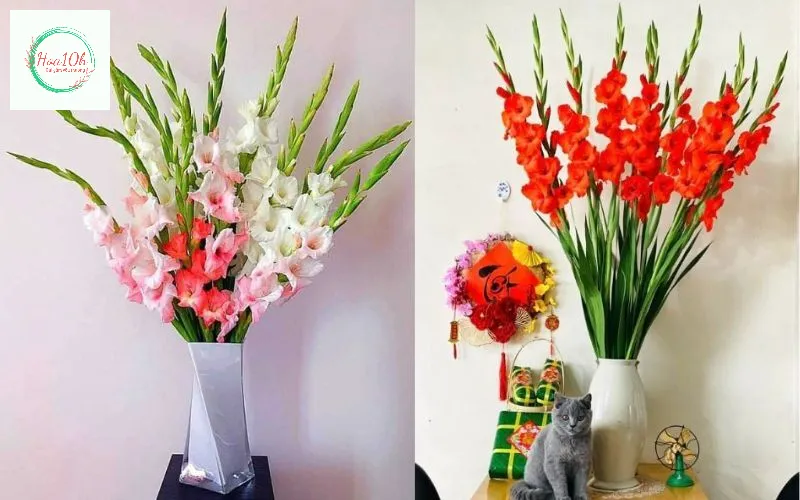 Mẫu hoa lay ơn rực rỡ phù hợp để cắm hoa bàn thờ đẹp