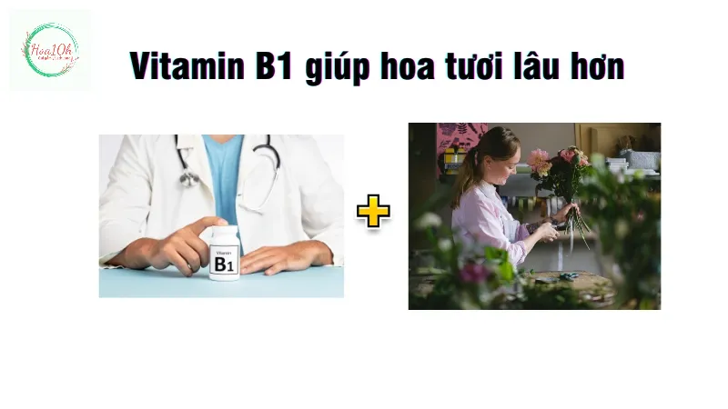 Vitamin B1 giúp cây trồng kích thích ra rễ