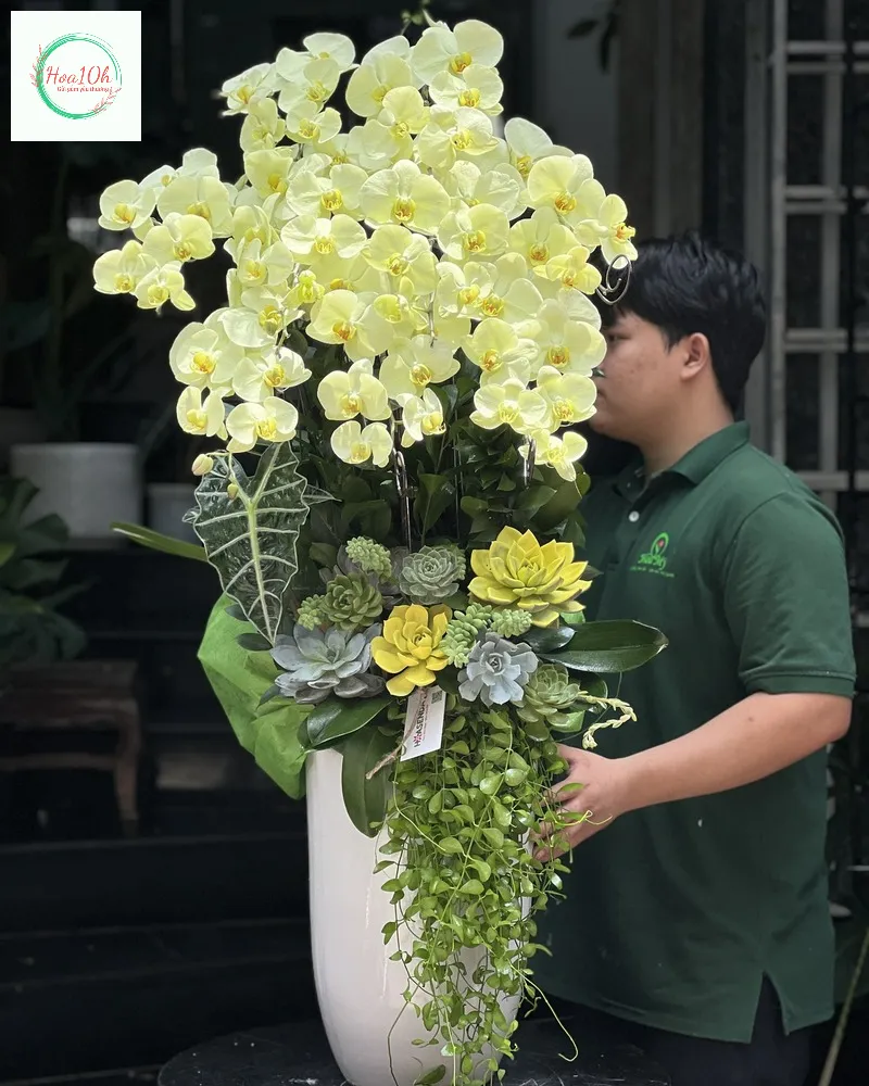 Hoa lan hồ điệp xanh đẹp bắt mắt được ưa chuộng tại Hoa 10h Đà Nẵng