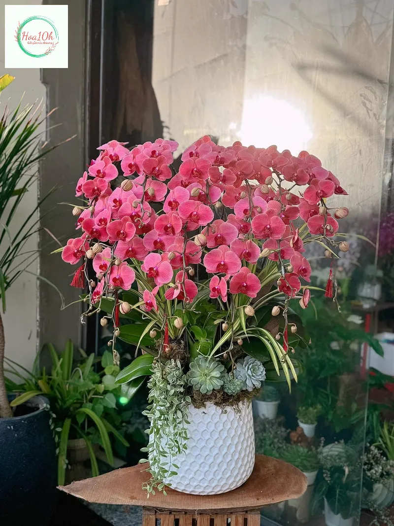 Lan hồ điệp được đặt ở bàn làm việc